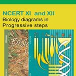 best bio examples