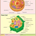 bio examples